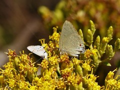 Allosmaitia strophius