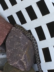 Pantherophis ramspotti