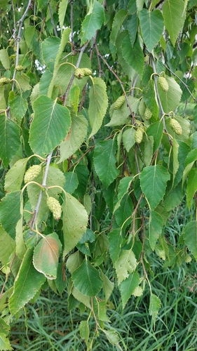 Image of Betula platyphylla by no rights reserved