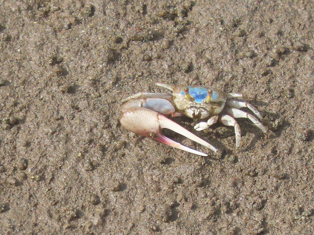 Beebe's Fiddler Crab