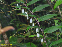Polygonatum arisanense