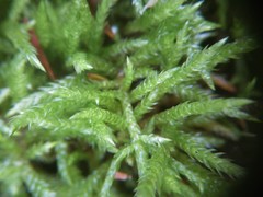 Sciuro-hypnum plumosum