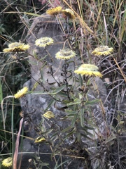 Helichrysum mutabile