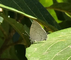 Symbiopsis lenitas