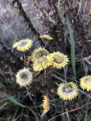 Helichrysum mutabile