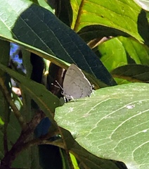 Symbiopsis lenitas