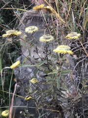 Helichrysum mutabile
