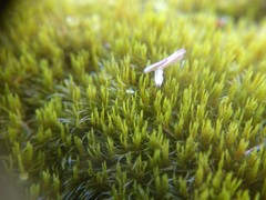 Dicranum flagellare