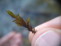 Fontinalis novae-angliae