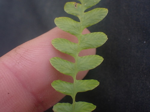 Image of Polypodium amorphum by no rights reserved