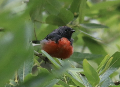 Slate-throated Whitestart (Myioborus miniatus), photo 9
