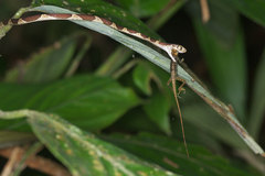 Anolis trachyderma