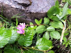 Primula pauciflora macrocarpa
