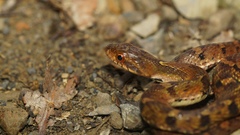 Stejneger's Bamboo Snake photo 1