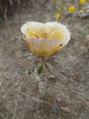 Calochortus weedii intermedius