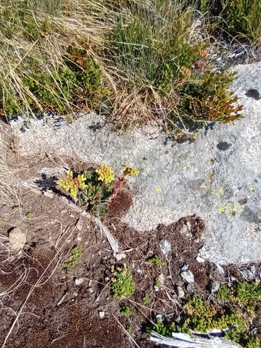 Image of Sempervivum heuffelii by (c) Salza Palpurina, some rights reserved (CC BY)