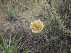 Calochortus weedii intermedius