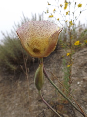 Calochortus weedii intermedius