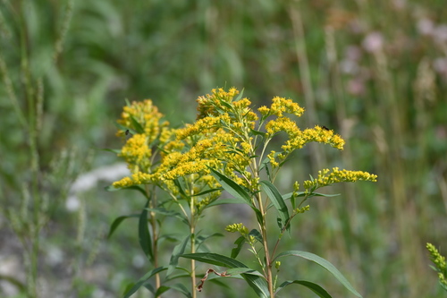 Image of Solidago lepida by (c) Syd Cannings, some rights reserved (CC BY)