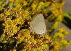 Allosmaitia strophius