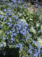 Brunnera macrophylla