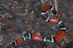 Micrurus surinamensis
