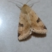 Heliothis peltigera