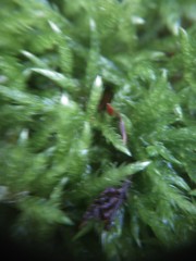 Sciuro-hypnum plumosum