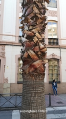 Washingtonia filifera