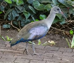 Bostrychia hagedash hagedash