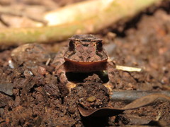 Proceratophrys concavitympanum