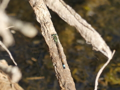 Ischnura saharensis