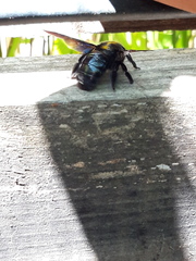 Xylocopa