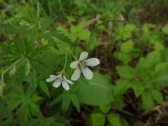Geranium asiaticum