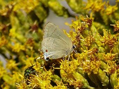 Allosmaitia strophius