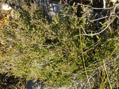 Drosanthemum asperulum