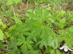 Geranium asiaticum