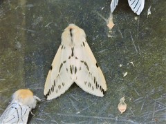Lemyra stigmata