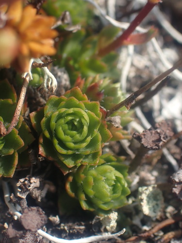 Image of Saxifraga taylorii by no rights reserved