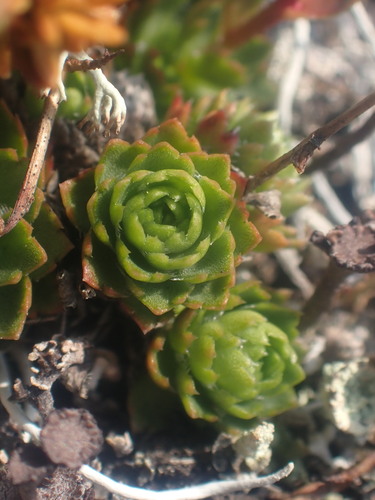 Image of Saxifraga taylorii by no rights reserved