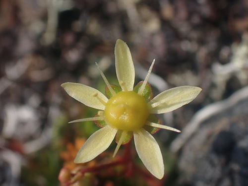 Image of Saxifraga taylorii by no rights reserved