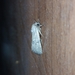 Noctuinae