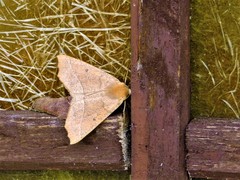 Odontopera bilinearia