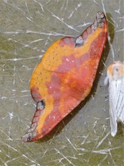 Oreta sanguinea