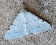 Digrammia pallidata