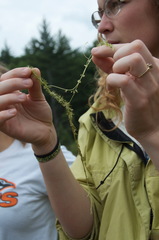 Utricularia intermedia