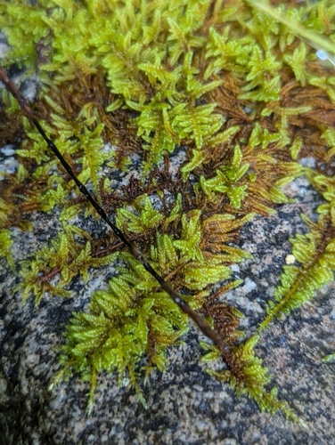 Image of Hypnum dieckii by (c) Bryn, some rights reserved (CC BY)