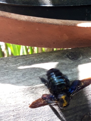 Xylocopa