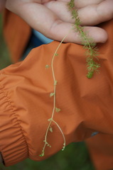 Utricularia intermedia