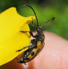 Brachyta interrogationis